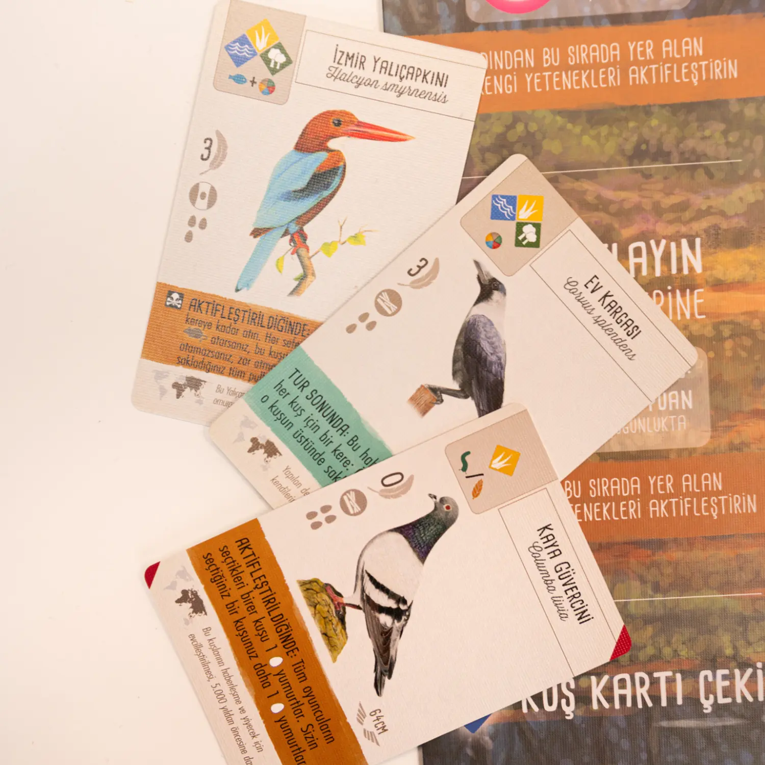 Wingspan-Asya-Neotroy-2